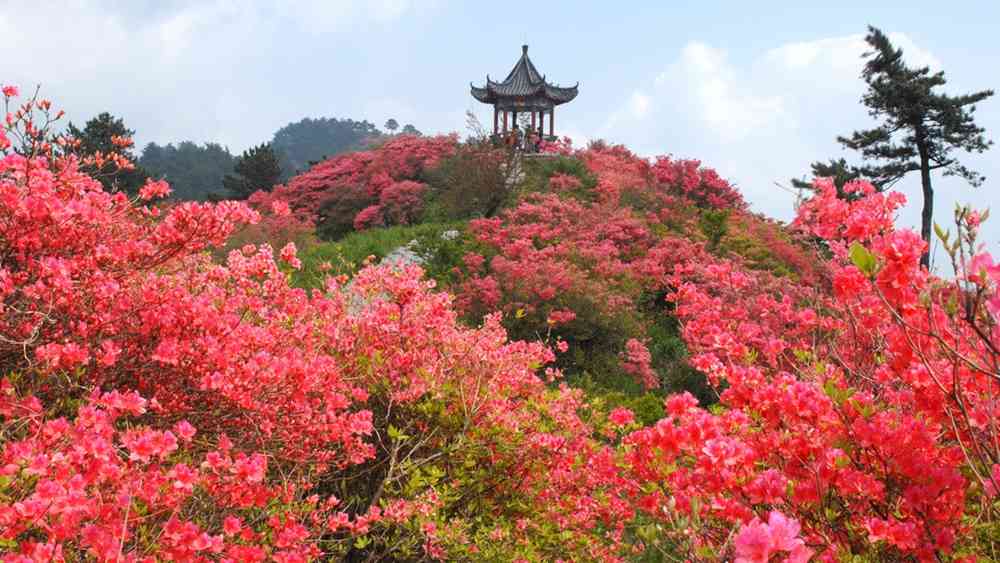 2018广东杜鹃花哪里开的好