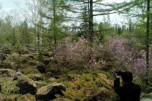 <5月伊春特价踏青杜鹃花海花一日游>赏杜鹃花海,观森林美景