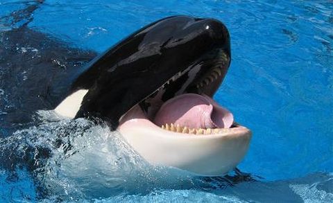 三日奥兰多主题乐园欢乐之旅(海洋世界+布希公园+Aquatica水上世界)/(Seaworld+Busch Garden+Aquatica)