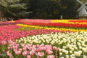 春季系列--九龙山休闲赏花、年画村一日游