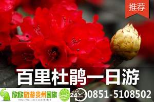 贵阳到百里杜鹃一日游 花海杜鹃 4月摄影最佳观赏地