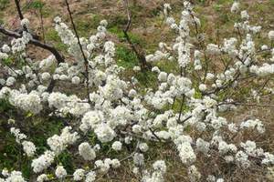 重庆春季赏花、析花推荐特色精品路线|统景印盒李花一日游