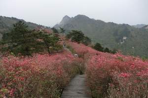 永州【阳明山】祈福赏杜鹃花之旅一日游“锦绣潇湘 和美永州”
