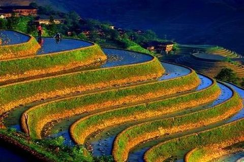 <龙脊金坑2日游>醉美龙脊，千层天梯（当地游）