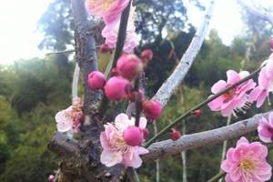 余杭超山赏梅花,杨墩采摘草莓,游塘西镇一日游