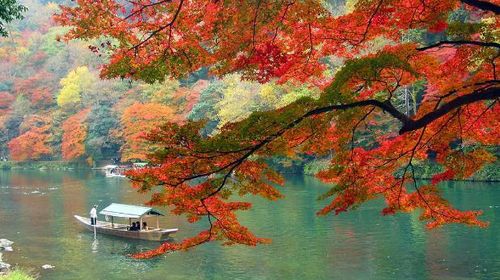 <日本本州6日游>EY直飞,3大赏枫圆,自选迪斯尼,金秋特价