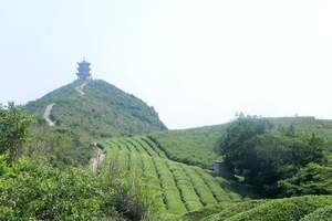 团队会议蒙顶山采茶二日游独立成团