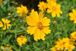 【想游网】春暖花开枝江桃花缘一日游