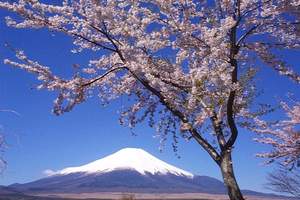 南宁到日本本州秋枫见舞纯玩7日游|南宁到日本旅游