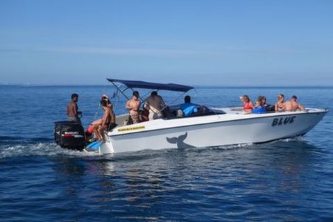 <快艇出海追赶海豚1日游>出海与海豚接触 毛式BBQ